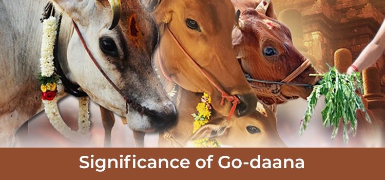 Significance of Go-daana (Donating Cow), and Reason For Doing It Significance of Go-daana (Donating Cow), and Reason For Doing It