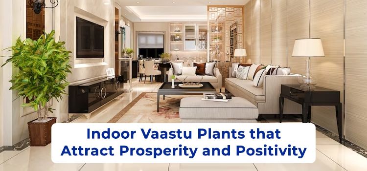 Indoor Vaastu Plants that Attract Prosperity and Positivity Indoor Vaastu Plants that Attract Prosperity and Positivity