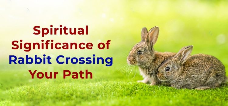 Spiritual Significance of Rabbit Crossing Your Path Spiritual Significance of Rabbit Crossing Your Path