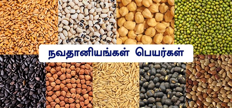 நவதானியங்கள் பெயர்கள் | Navathaniyam names in Tamil நவதானியங்கள் பெயர்கள் | Navathaniyam names in Tamil