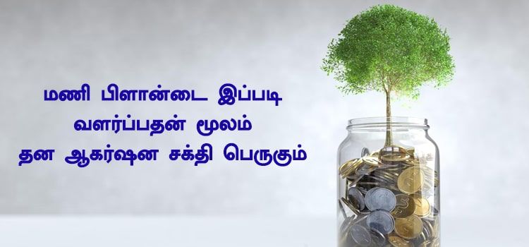 மணி பிளான்டை இப்படி வளர்ப்பதன் மூலம் தன ஆகர்ஷன சக்தி பெருகும். மணி பிளான்டை இப்படி வளர்ப்பதன் மூலம் தன ஆகர்ஷன சக்தி பெருகும்.