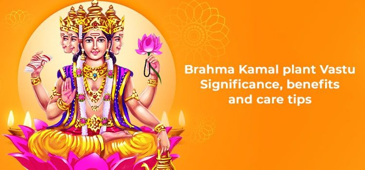 Brahma Kamal Plant Vastu: Significance, Benefits and Care Tips Brahma Kamal Plant Vastu: Significance, Benefits and Care Tips