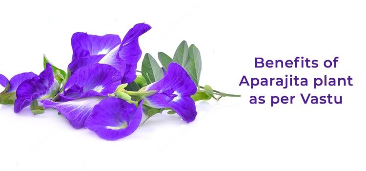 Benefits of Aparajita Plant As Per Vastu Benefits of Aparajita Plant As Per Vastu