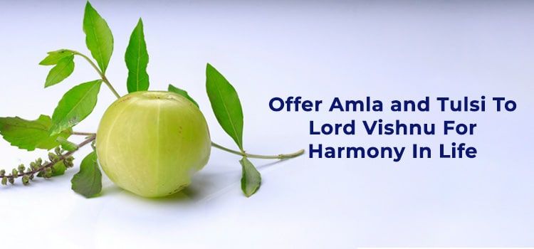 Offer Amla and Tulsi To Lord Vishnu For Harmony In Life Offer Amla and Tulsi To Lord Vishnu For Harmony In Life