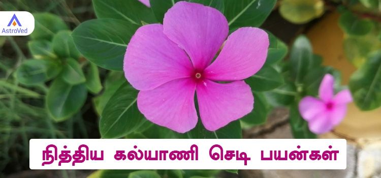 Nithya Kalyani Plant Benefits | நித்தியகல்யாணி செடி பயன்கள்