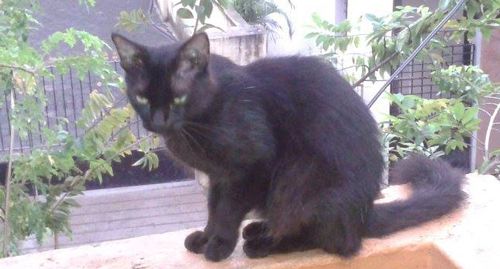 What Happens if a Black Cat crosses the Path?
