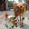 Cow Donation