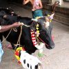 Cow Donation