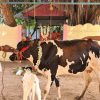 Cow Donation