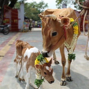 Cow Donation Program